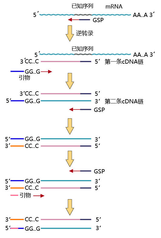 5′ RACE-PCR原理